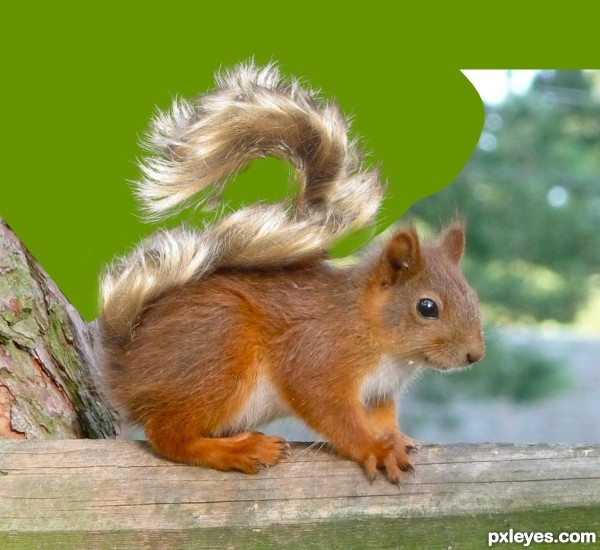 Creation of A Squirrel's "Tale": Step 3